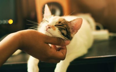 Enrichment Tips to Keep Your Cat Healthy