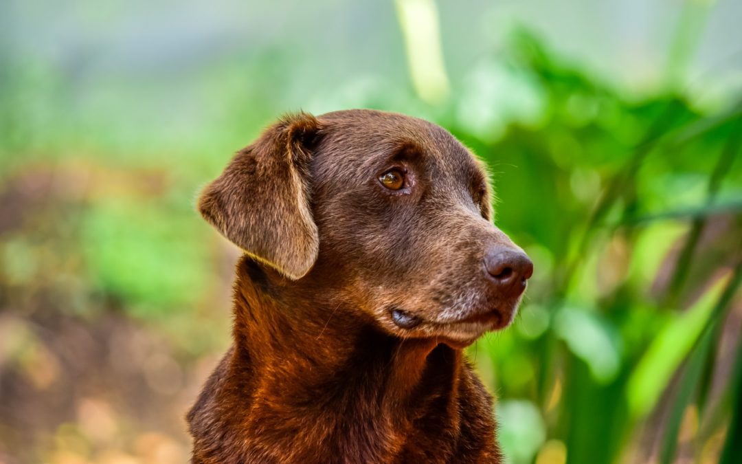 Old brown dog looking at camera