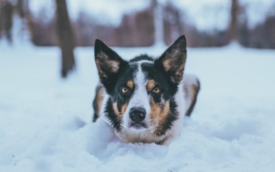 Winter Safety: Is My Dog/Cat Too Cold?