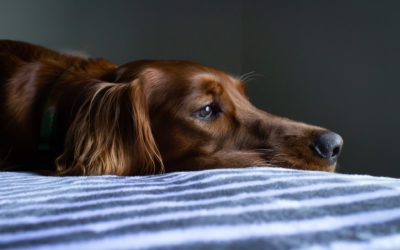 My Dog Is Coughing: Do They Have the Flu?