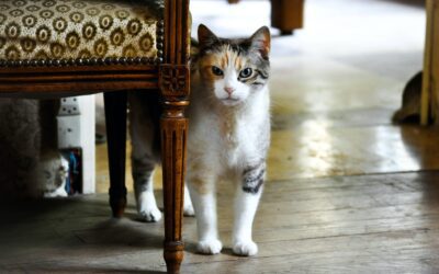 The Complete Guide: Welcoming a New Cat with Open Paws