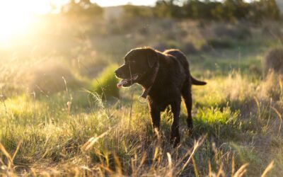 Protecting Your Pet from Heatstroke: 5 Tips to Keep Them Safe in Hot Weather