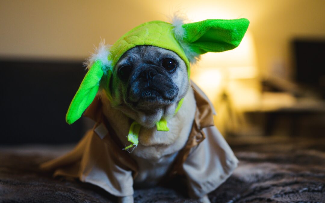 Ensuring a Safe and Happy Halloween for Your Furry Friends