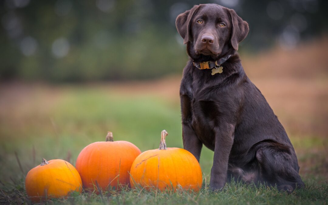 Chocolate lab sitting in a field with a couple of pumpkins.