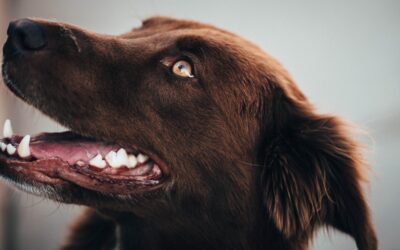 Unveiling the Secrets of Canine Dental Health: A Comprehensive Guide for Pet Parents