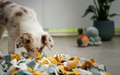Hidden Hazards: Protecting Your Pets from Everyday Toxins