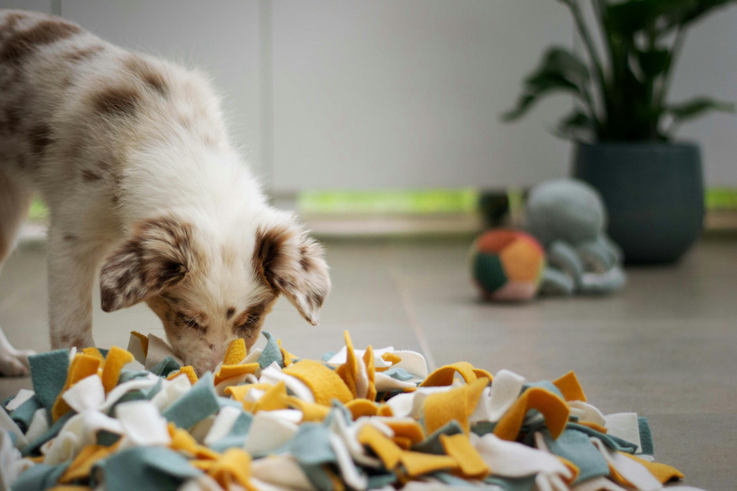 Hidden Hazards: Protecting Your Pets from Everyday Toxins - Trophy Club ...