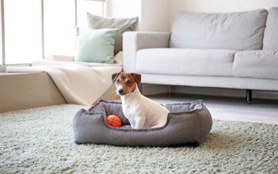 Boarding or having an at-home pet sitter, which is best for my dog?