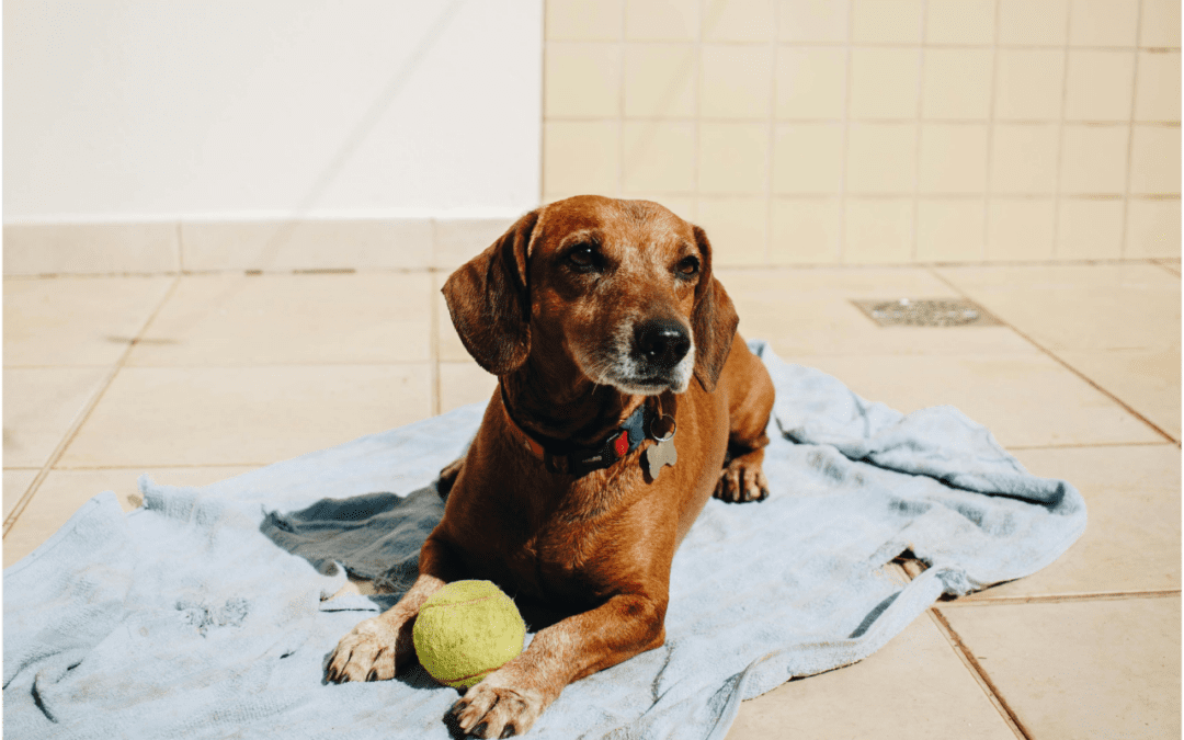 A reddish/brown dachshund laying on a towel in the sun with a tennis ball.