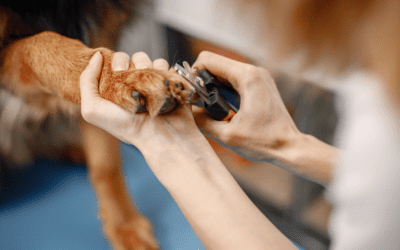 The Essential Guide to Canine and Feline Nail Trims