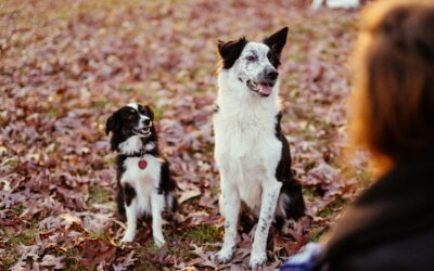 Exploring the Risks and Benefits of Dog Parks