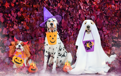 Keeping Your Pets Safe This Halloween: Tips for a Spooktacular Celebration