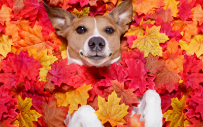 Embrace the Season: Fall Activities to Enjoy with Your Pets