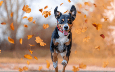 Thanksgiving Safety Tips for Pets: Keeping Your Furry Friends Safe and Happy