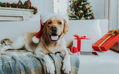 Celebrate Christmas with Your Pets: Tips for a Furry Holiday Season