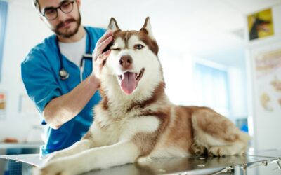 The Benefits of Using Surgical Lasers in Veterinary Medicine